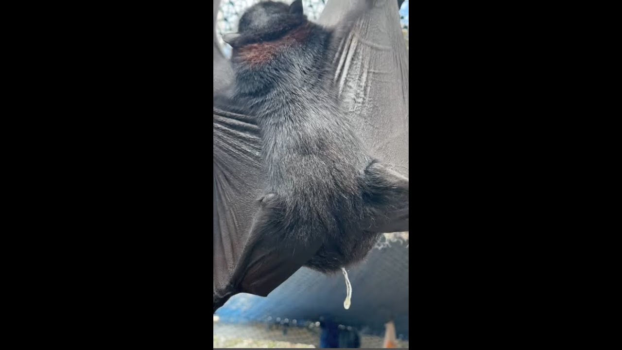 In Mandi's aviary;  Segue harasses a Grey girl