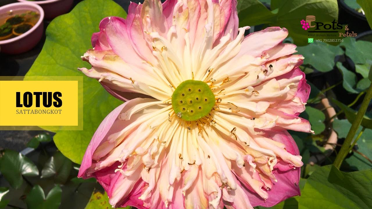 Sattabongkot Lotus | Pots and Petals