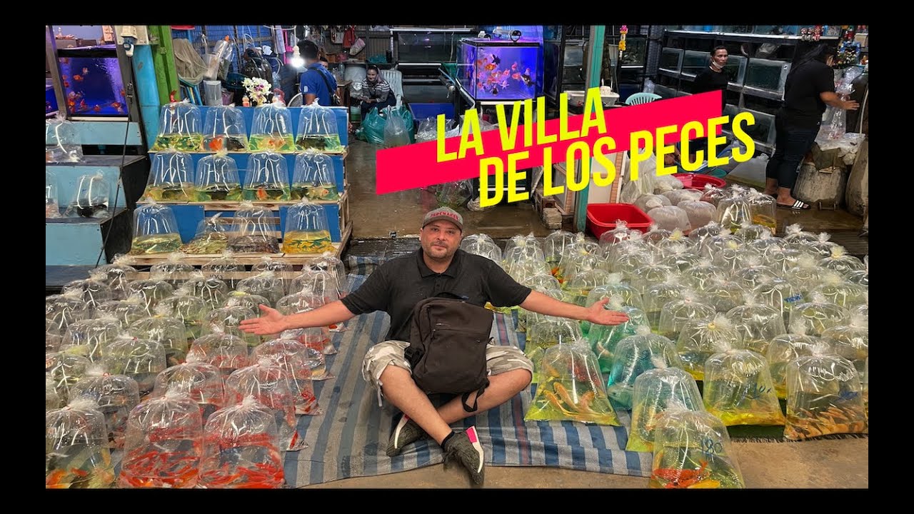 EL MERCADO DE PECES MÁS GRANDE DE TAILANDIA😱🐟🐠🐡