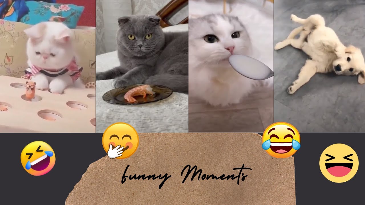 'Tired of Being Sad? Watch These Hilarious Pet Moments...'