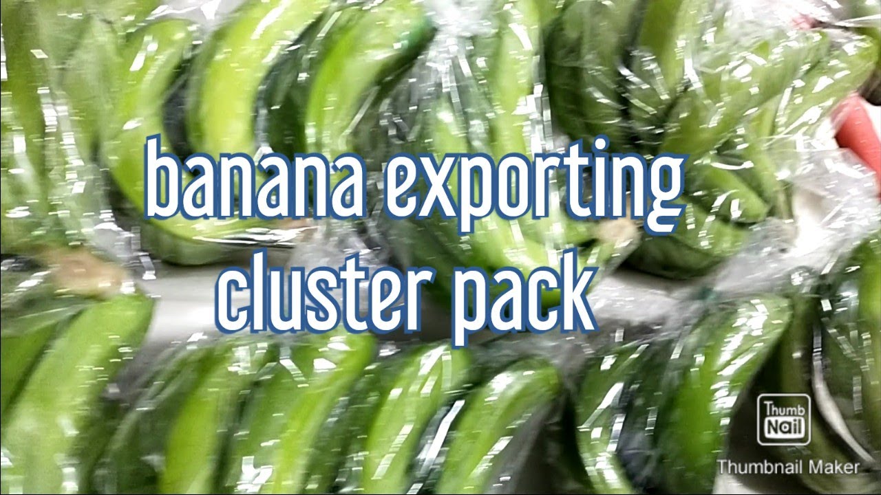 how to pack banana cluster //exporting