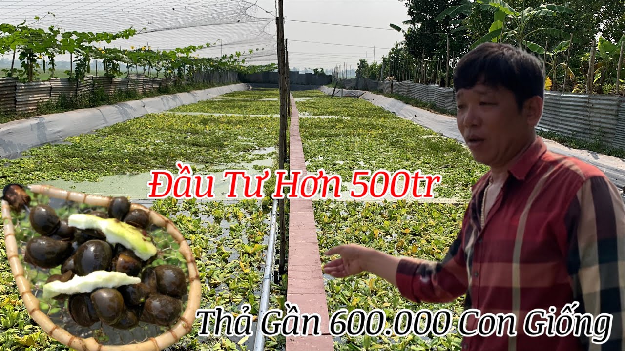 Mô Hình Nuôi Ốc Bươu Đen Đầu Tư Khủng Nhất Miền Tây | Nuôi Ốc Nhồi