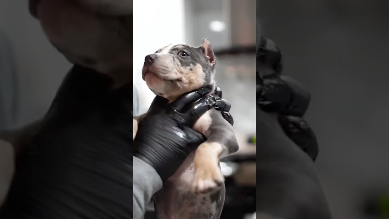 Correcting early puppy aggression