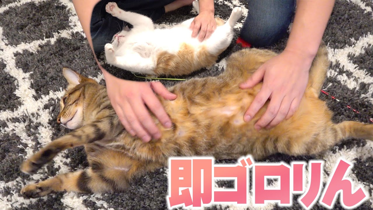 猫は撫でられるとすぐにひっくり返ってしまいます