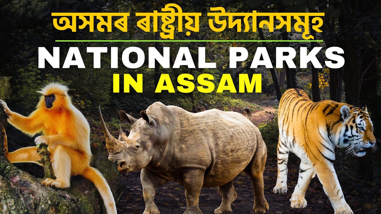 National Parks of  Assam | Mridul Yogi