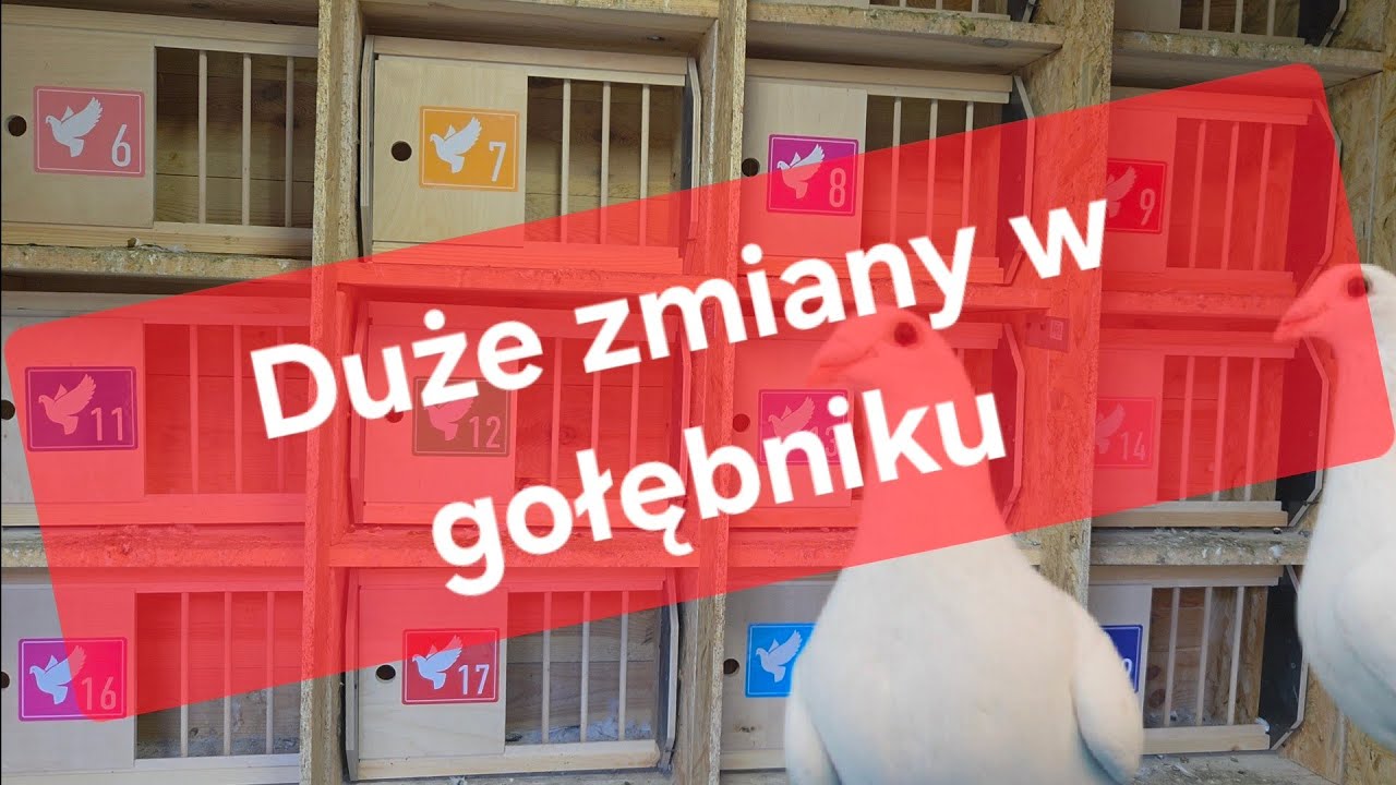 Gołębnik prawie gotowy na kolejny sezon 25.10.2025 🕊🔧🪚👍