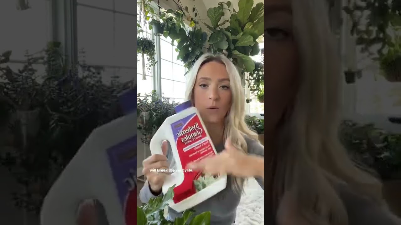 Избавьтесь от ГРИБНЫХ КОМАРОВ навсегда!
