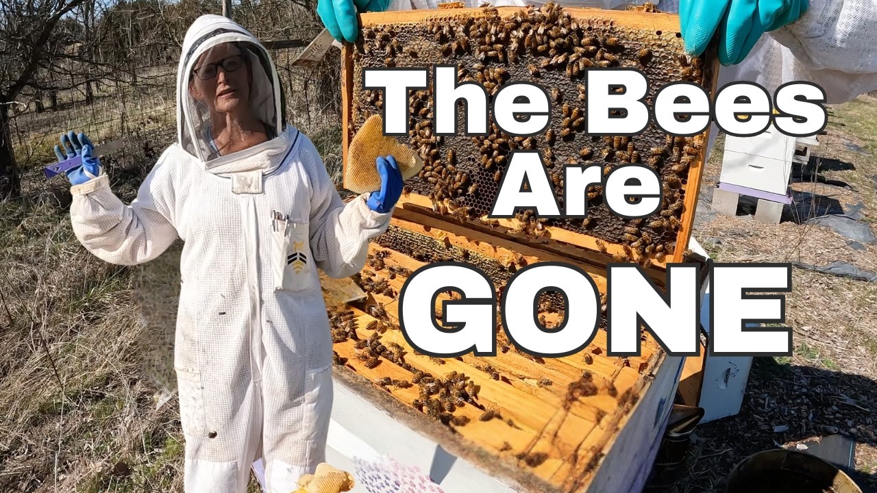 I Knew Something Was Off!  (Full Hive Inspection)