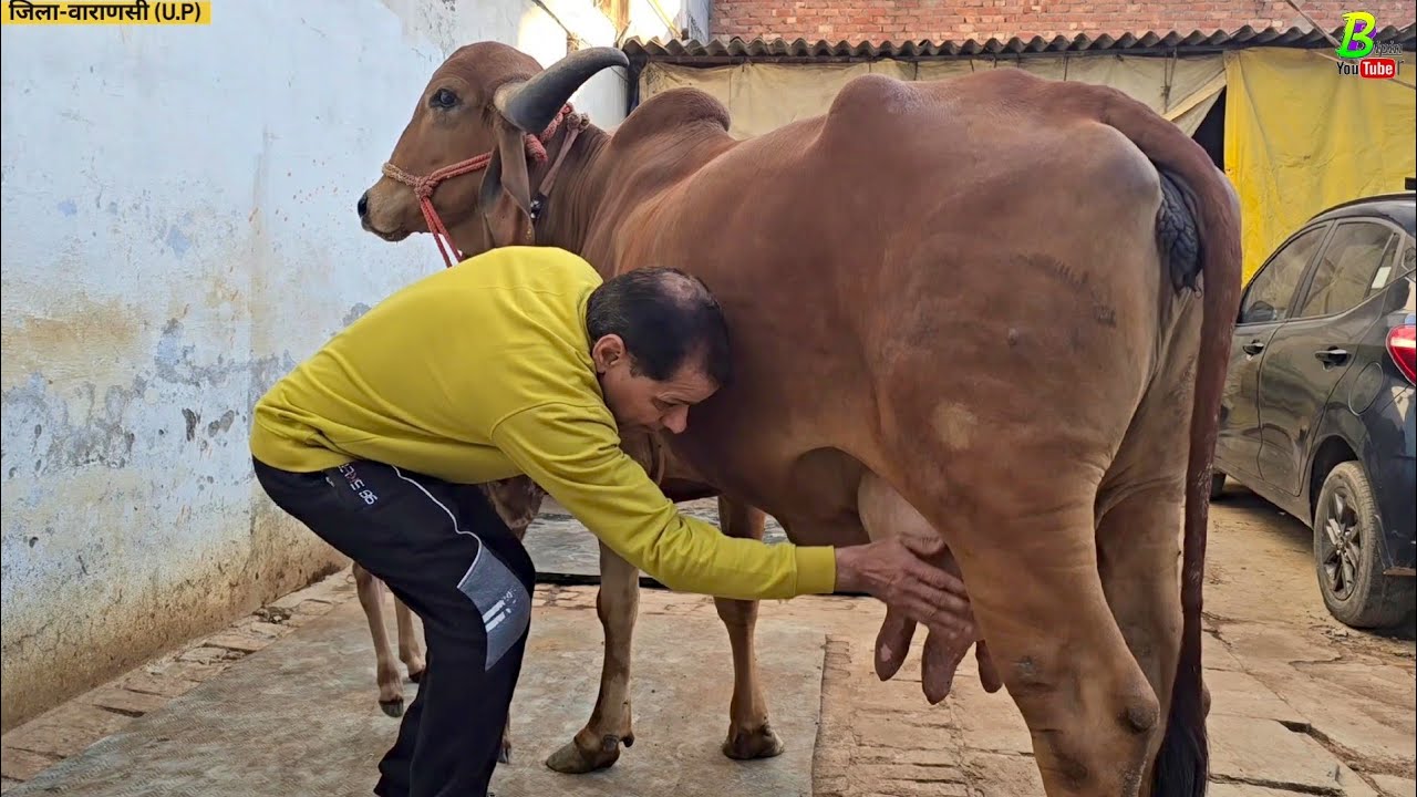 वाराणसी में स्कूल मास्टर जी के पास एक गिर गाय व एक भैंस बिकाऊ है | Pashupalan | Desi Cow | Animals