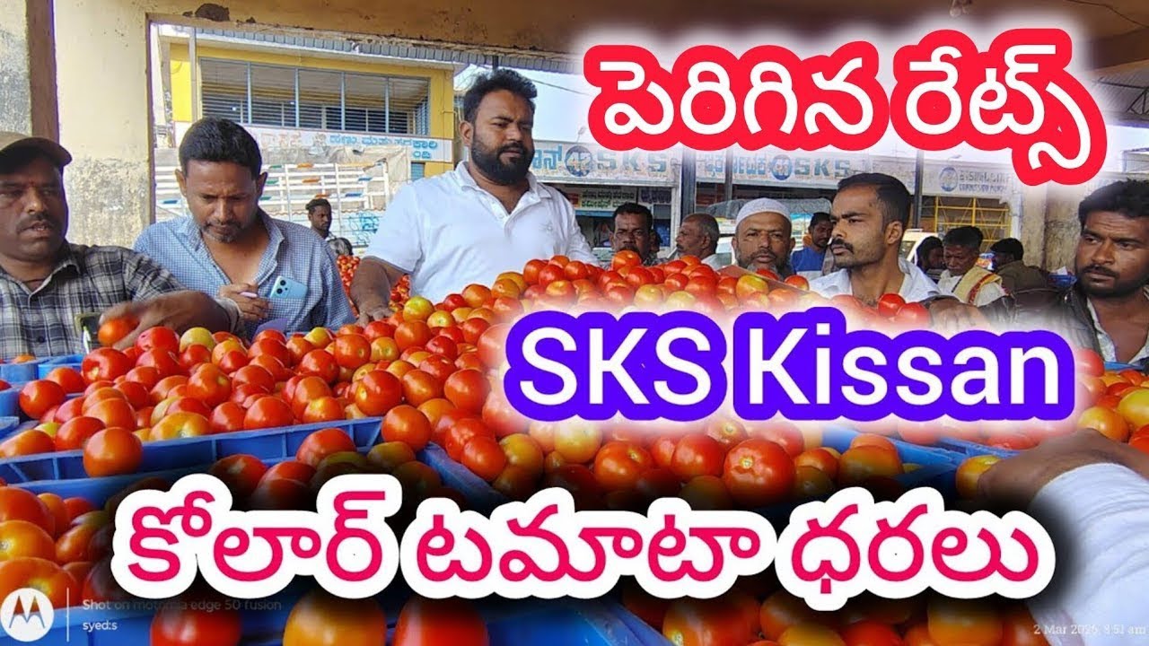 Today kolar tomato market rates #todaytomatorates #anantapurtomatomarket #tomatomarket