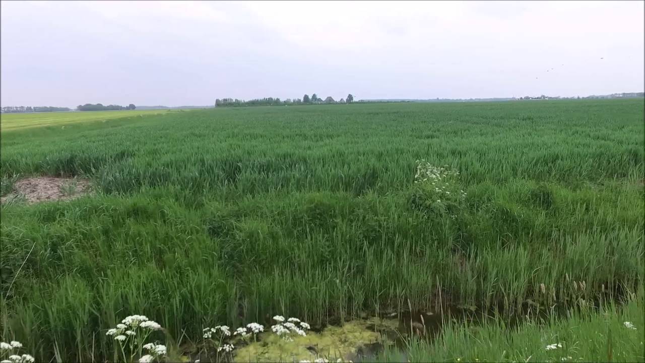 Vlucht net buiten Sint Annaparochie, Friesland