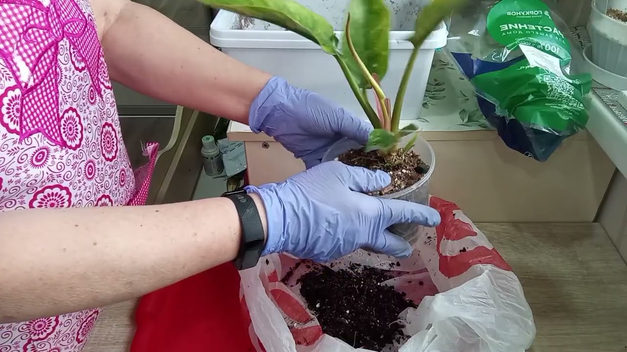 Филодендроны:пересадка и новое растение.