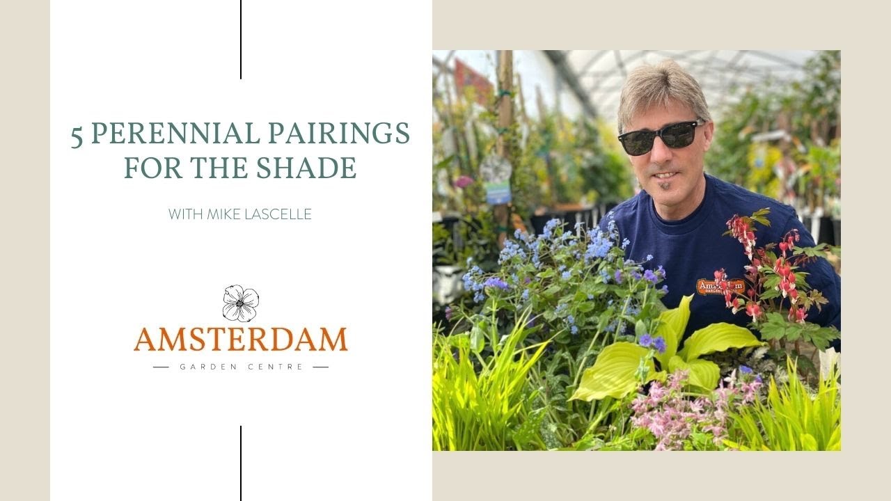 5 Perennial Pairings for the Shade