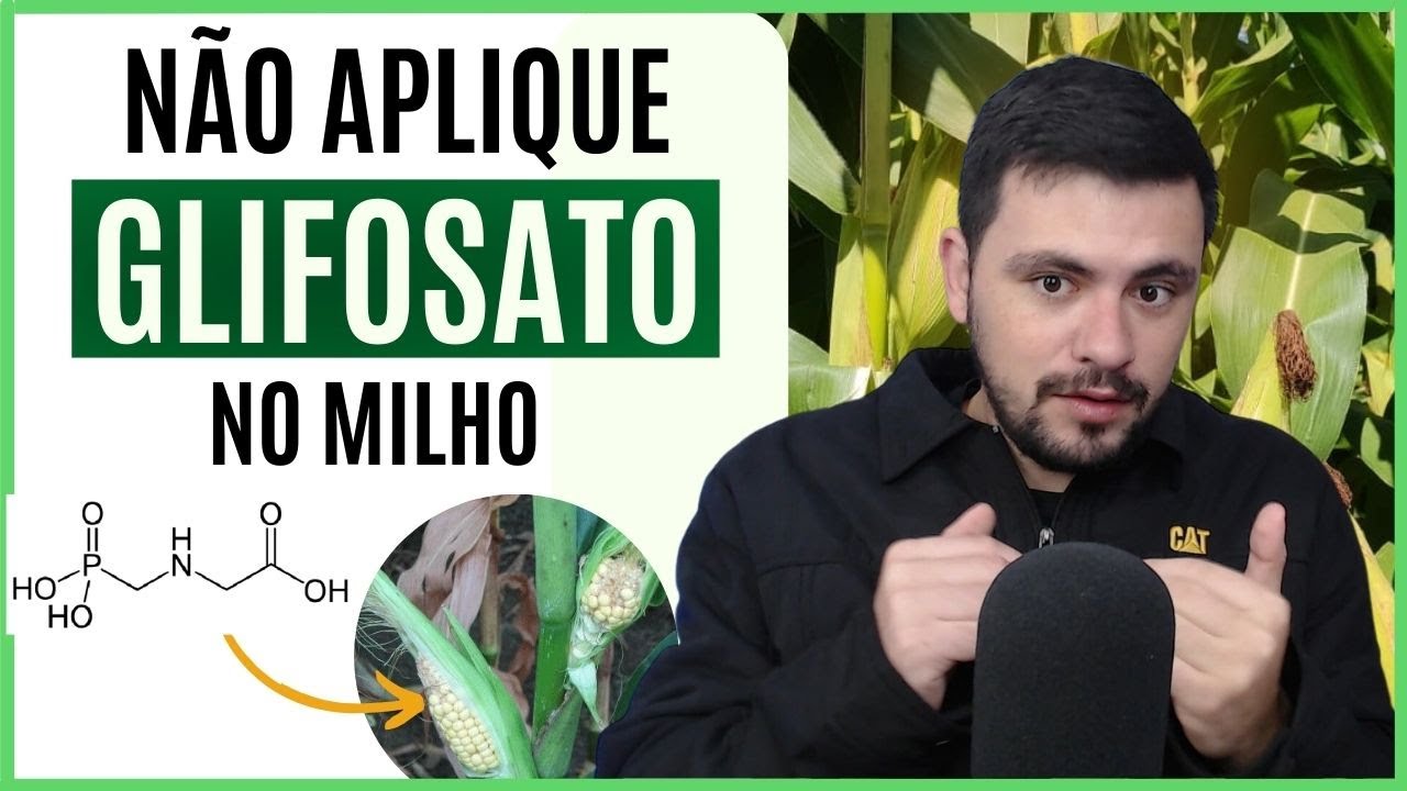 Não Aplique GLIFOSATO NO MILHO sem ver esse vídeo