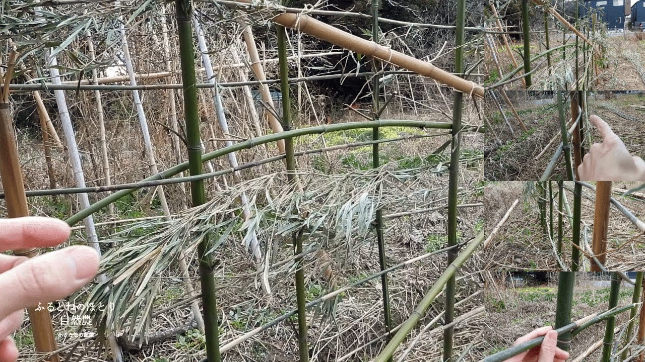 「面」の編み込み支柱づくり③編み込み完成編〜編み込みの強度｜耐久年数丸2年？目標丸3年〜26年1月20日
