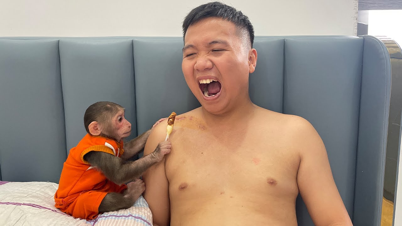 Super monkey! Cubis takes good care of Dad's wound!