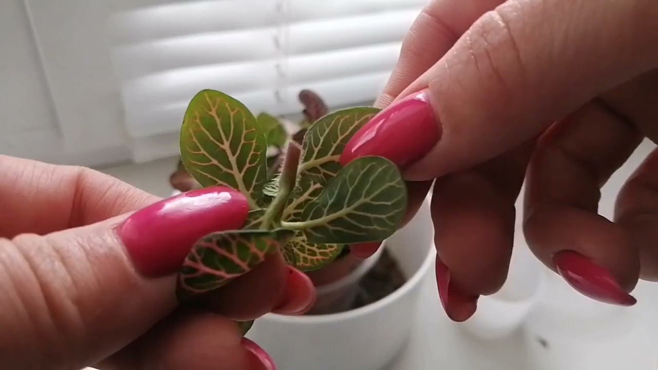 ФИТТОНИЯ как укореняю черенки.