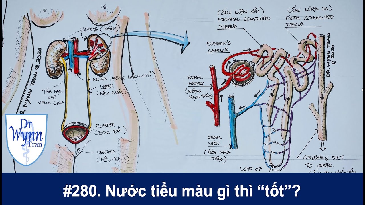 № 280. Цвет и запах мочи, а также частота мочеиспусканий могут рассказать о состоянии вашего здор...