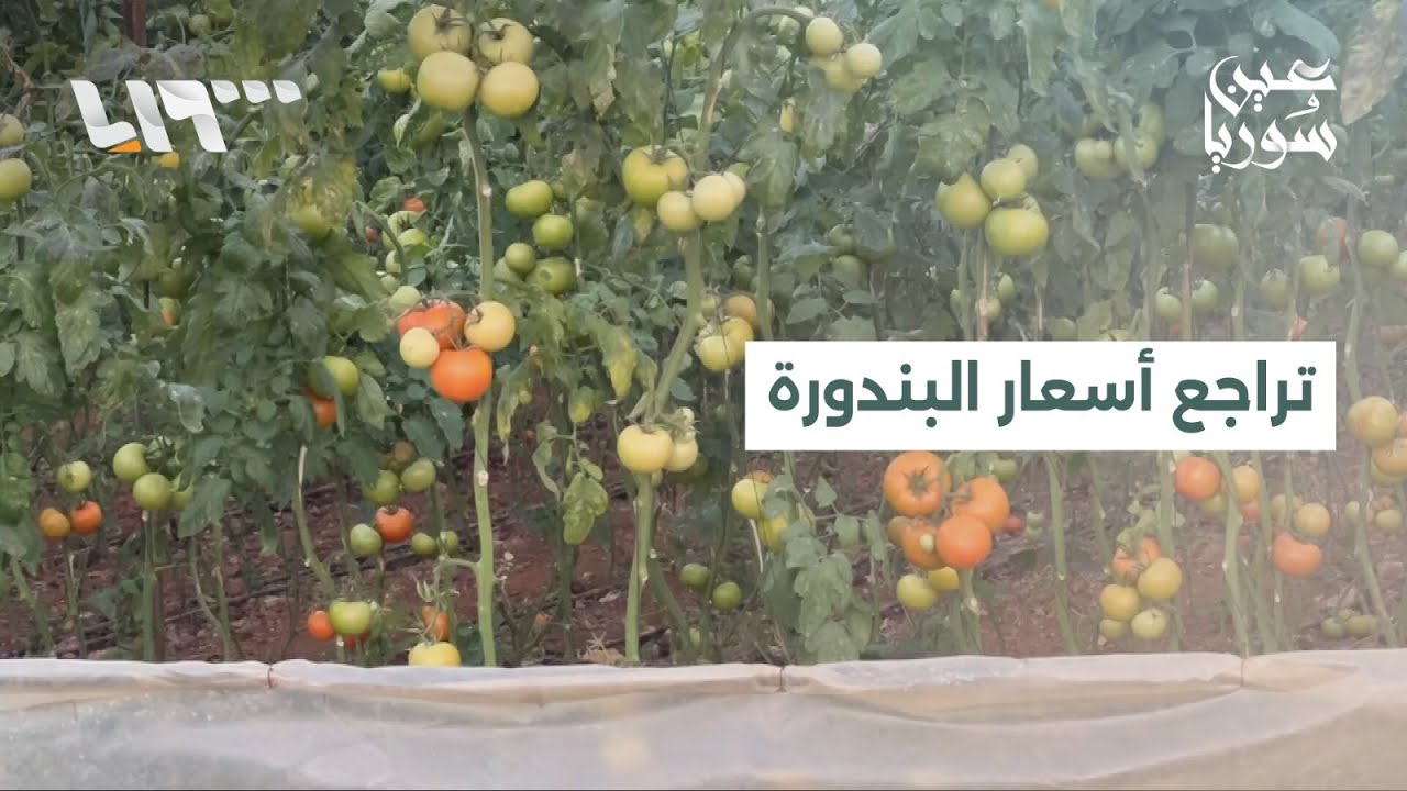 تراجع أسعار البندورة بسبب الاستيراد يزيد الضغوط على المزارعين في طرطوس