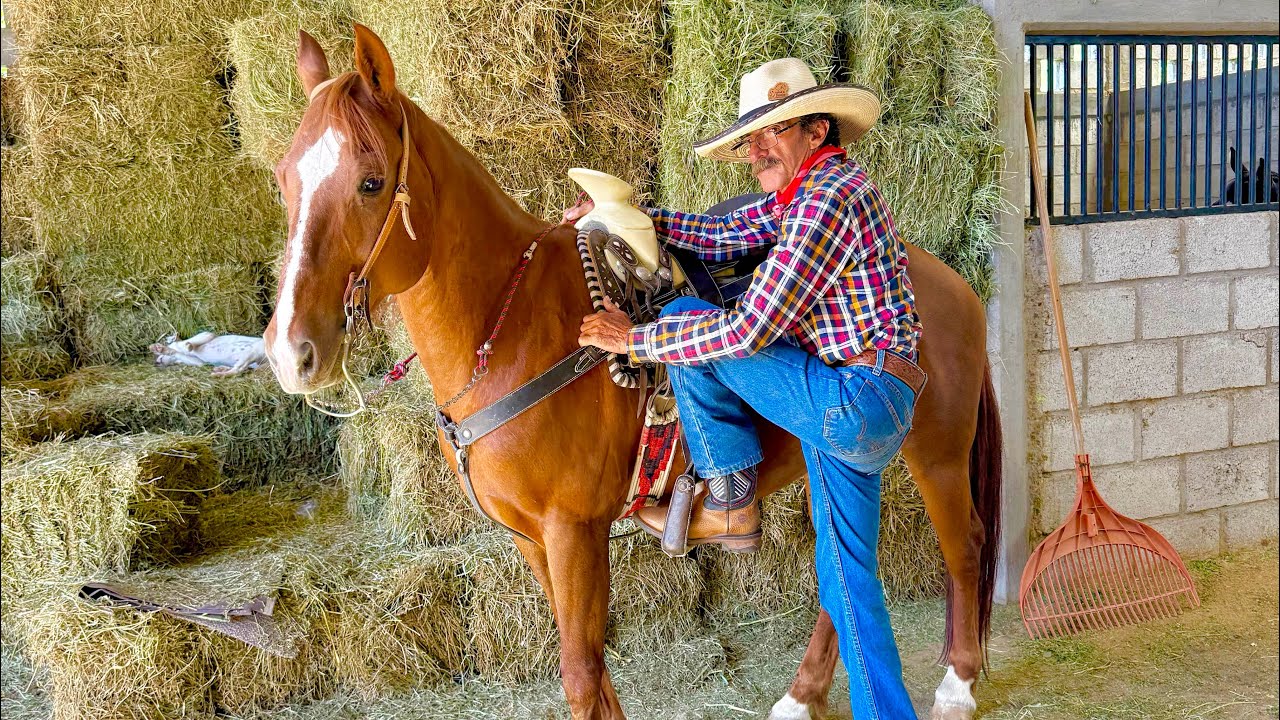 ¿Como preparar al caballo antes de salir a cabalgar? #parientes del rancho