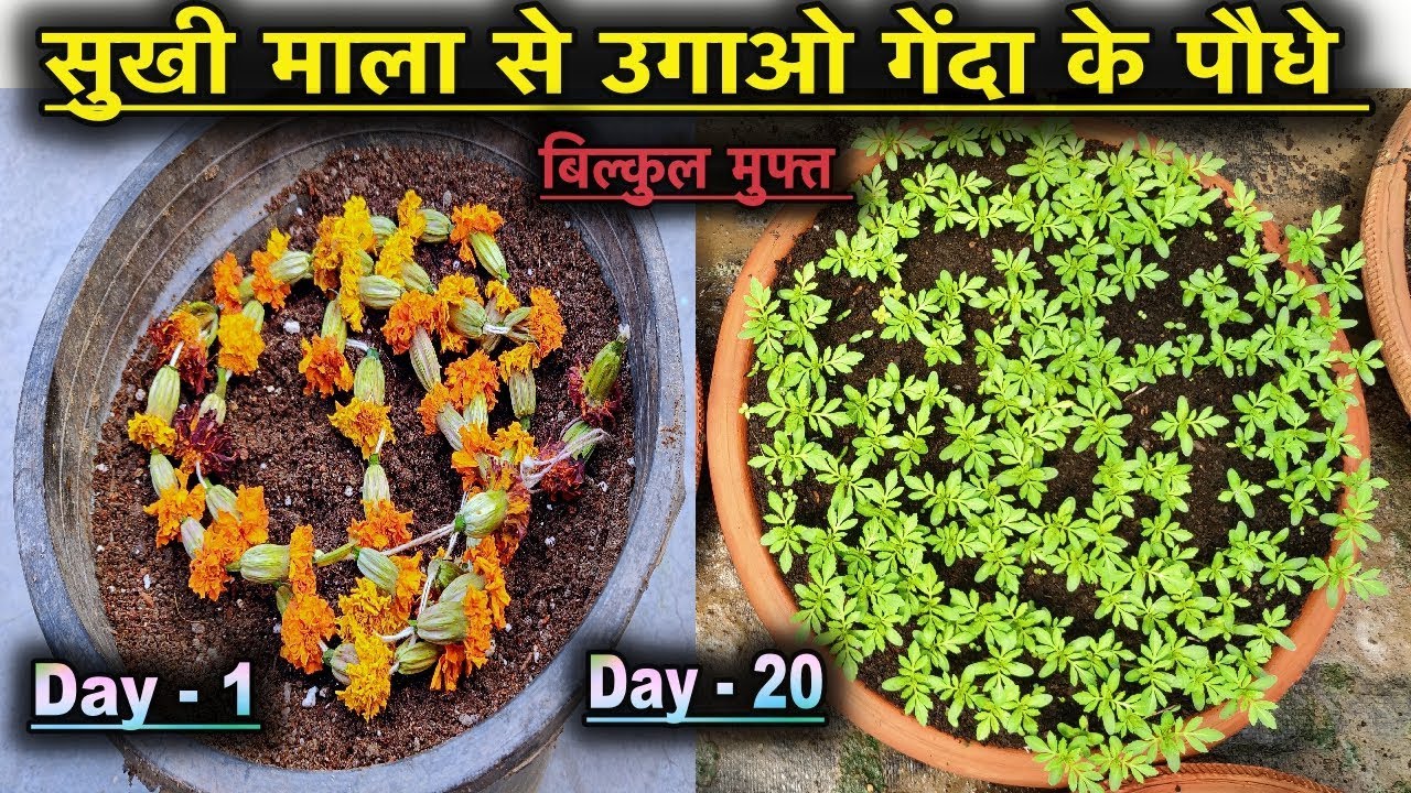 सुखी माला से उगाओ गेंदे के पौधे बिल्कुल मुफ्त ll Grow Marigold Plant Free of Cost ll Marigold Seeds