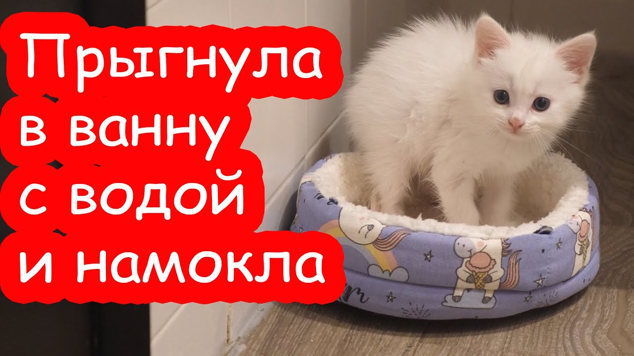 VLOG Наши покупки в зоомагазине. Маха опять странно дрожит