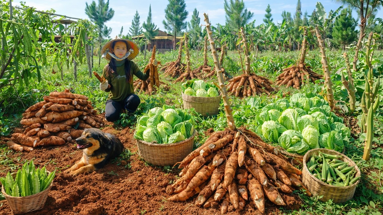 Harvest Cassava After One Year Of Planting To Sell At The Market – Cook Steamed Cassava With Coconut