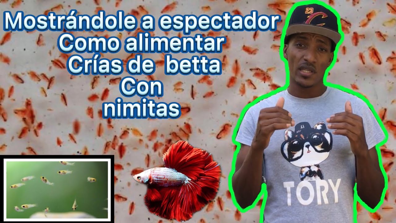 Mostrándole a espectador cómo alimentar crías con nimitas