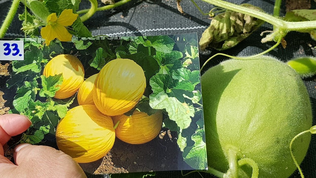 🍈Melon 