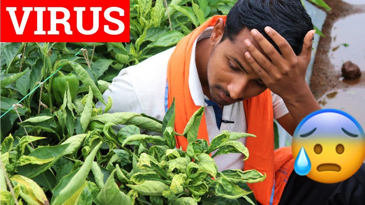 वायरस VIRUS वायरस 😥😥 Virus Attack and Control all Information in Hindi | Indian Farmer