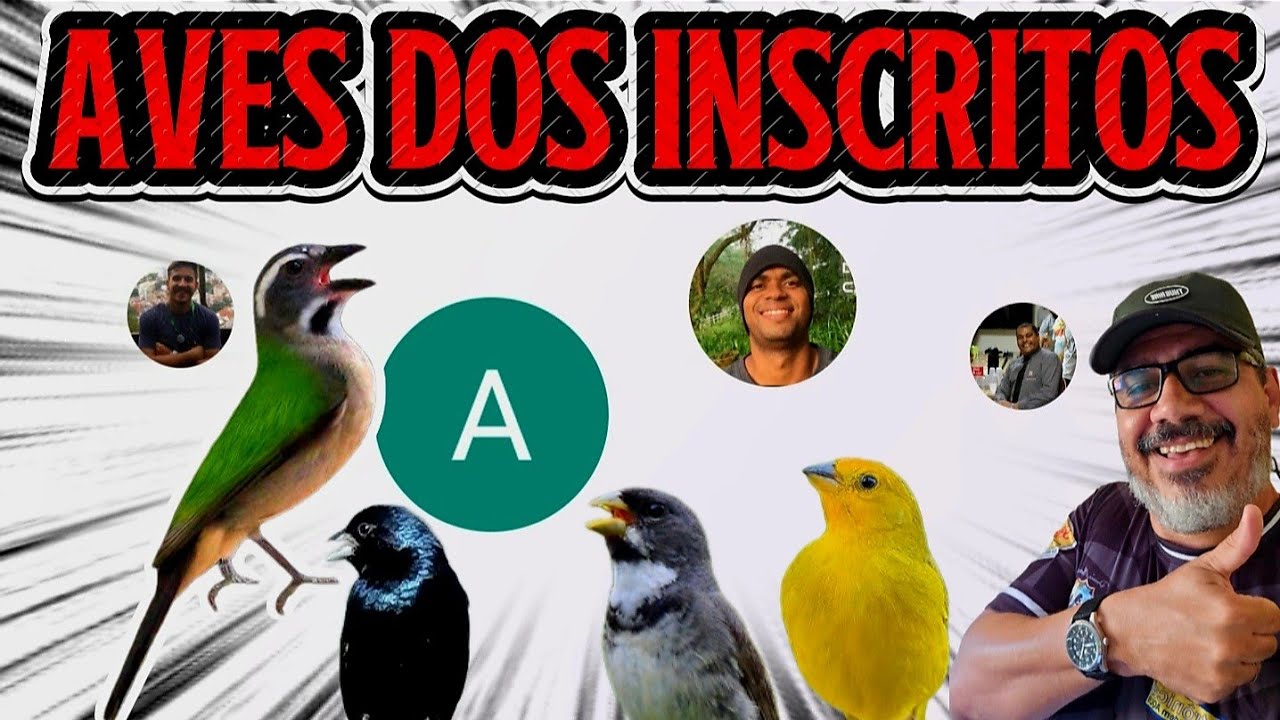 BADERNA TOP, CRIATÓRIO TOP, E AVES INCRÍVEIS