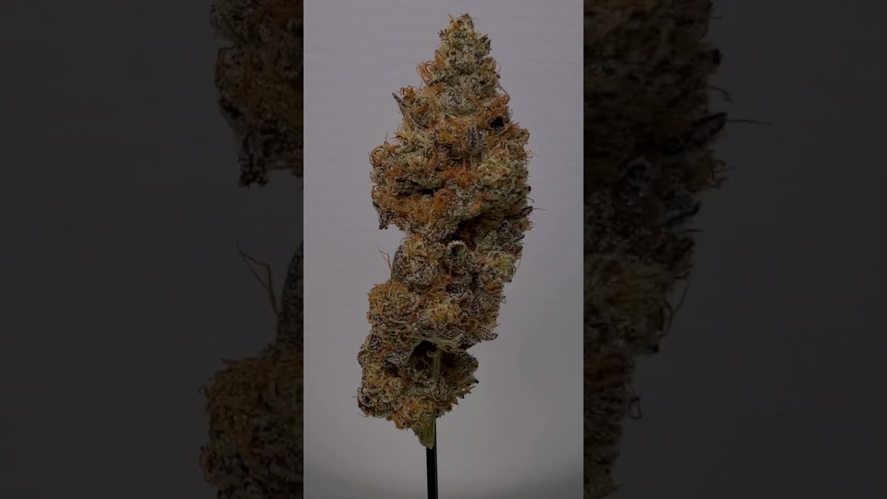 Hash Burger Arizonas Most Searched  for Strain