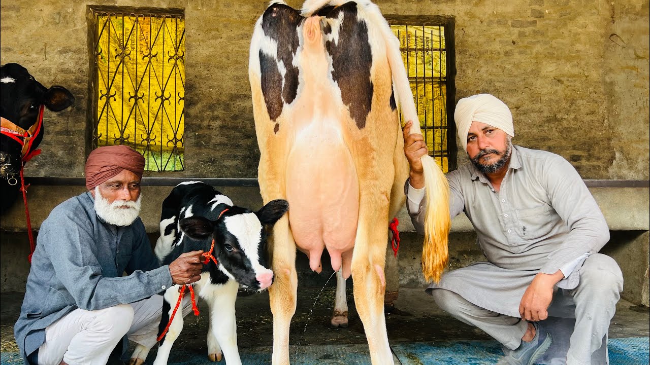 ਪਿੰਡ ਛੰਨਾ ਗੁਲਾਬ ਸਿੰਘ ਵਾਲਾ। ਤਿੰਨ ਤਾਜ਼ੀਆਂ ਸੂਈਆਂ ਗਾਵਾਂ ਵਿਕਾਉ 👌🏻🔥ਮਗਰ ਵੱਛੀ 💎🔥ਘੱਟ ਰੇਟ 😱🔥Bawa dairy farm 