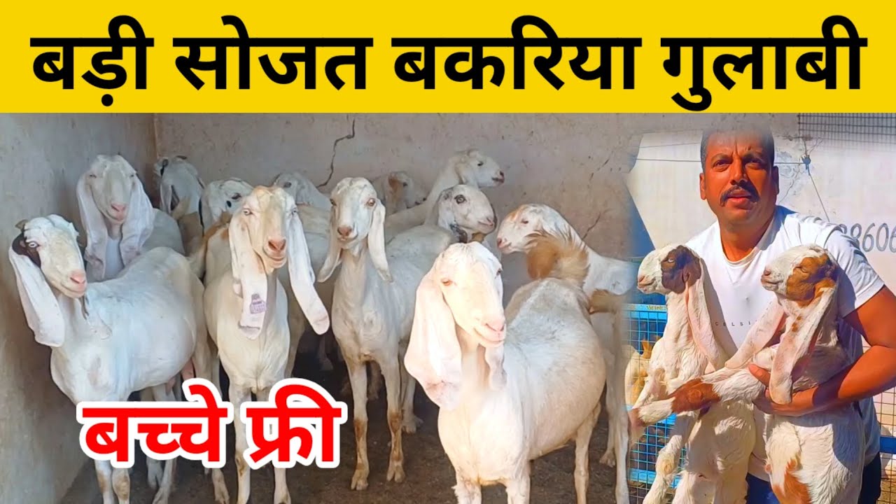 सोजत नस्ल की गुलाबी बकरिया  | बकरी पालन | सोजत बकरी पालन |