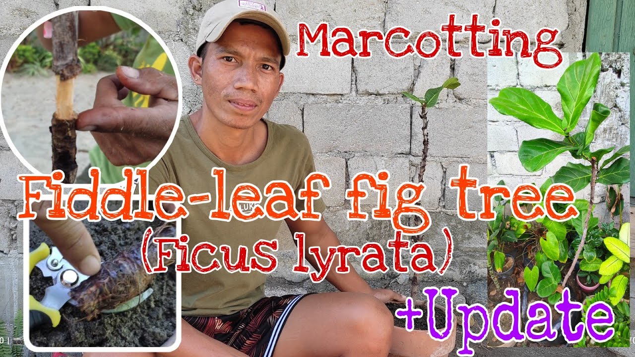 Marcotting Fiddle-leaf fig (Ficus lyrata) + Update | Jun's Planting Ideas