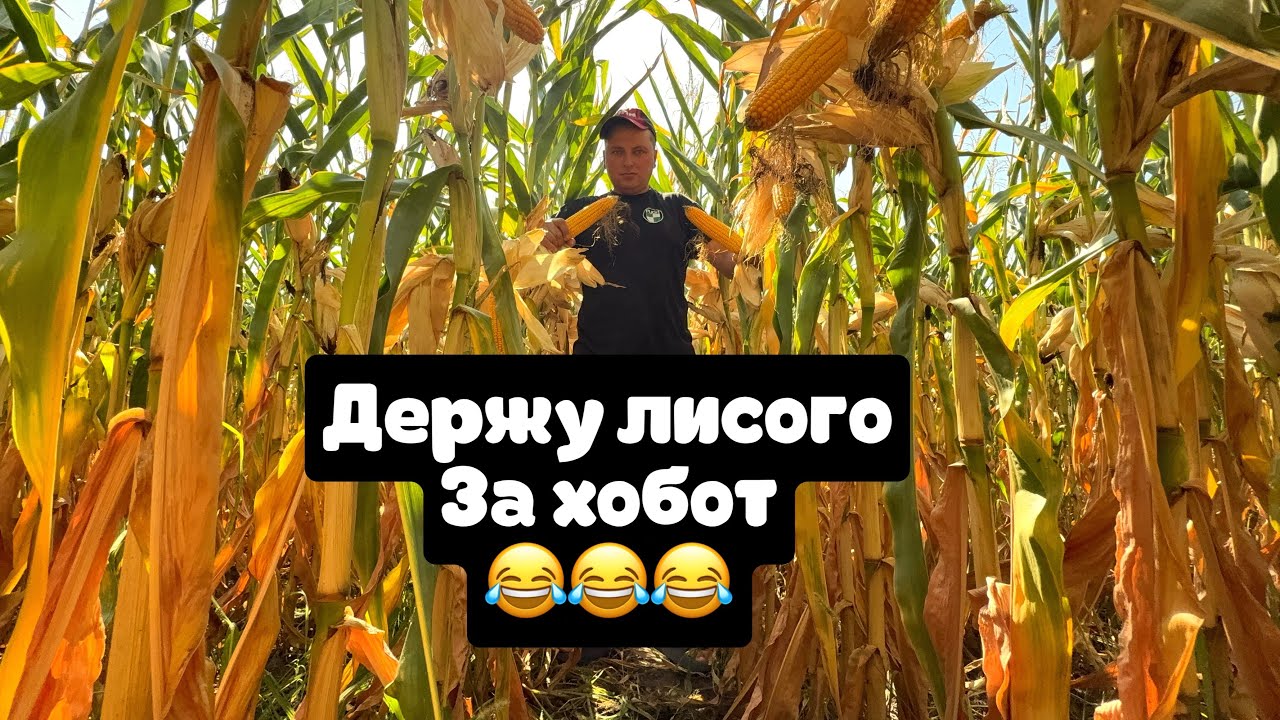 Яка ж технологія краще? Кука по оранці, дисковка, прямий посів💪качан є а комбайн покаже