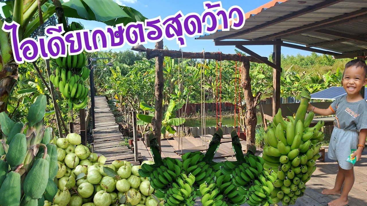 เกษตรยั่งยืนแบบผสมผสาน#เกษตรผสมผสาน 