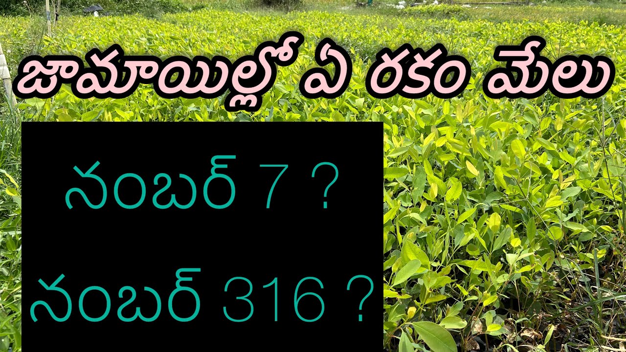 జామాయిల్ ఏ రకం మేలు నంబర్ 7 లేక 316?