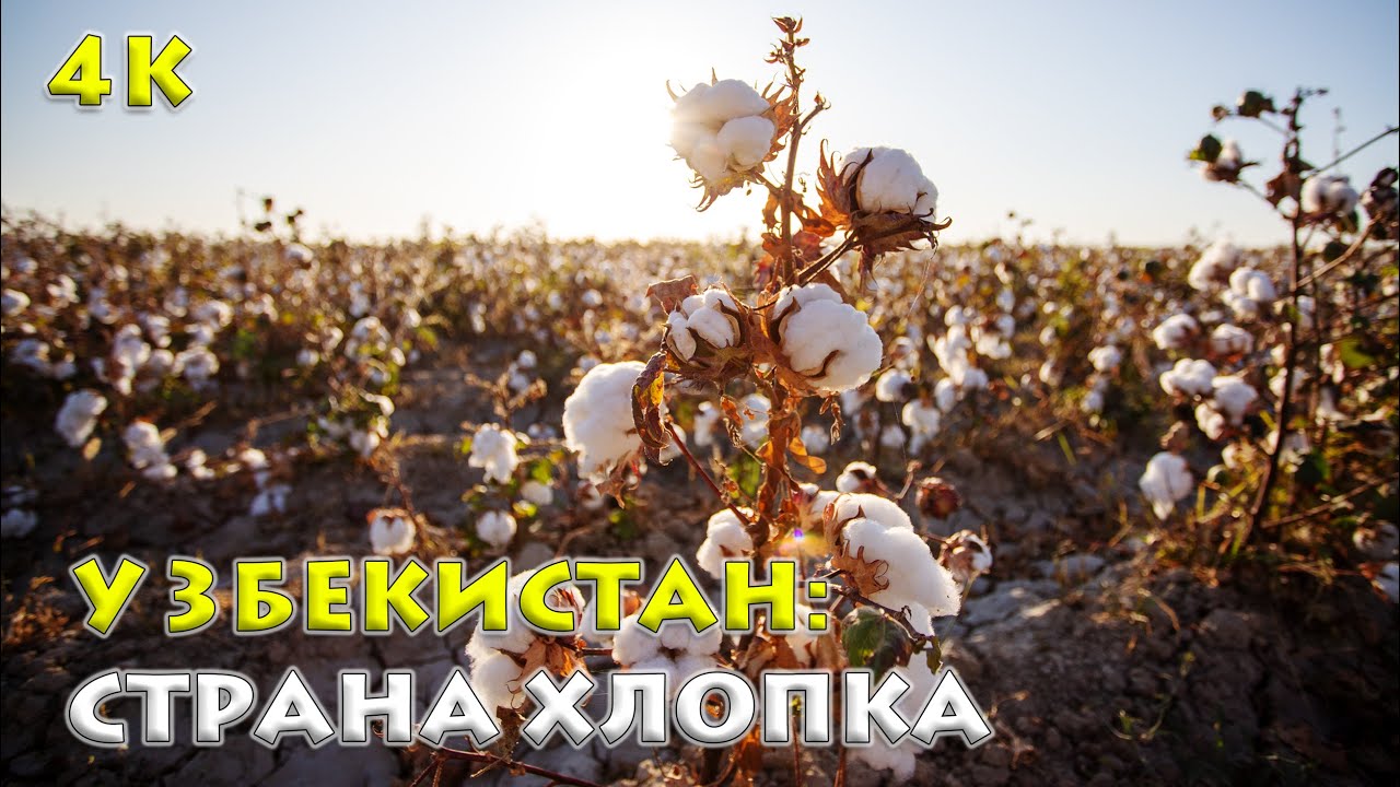 Узбекистан: Секреты Белого Золота – Вся Правда о Хлопке! 🇺🇿✨
