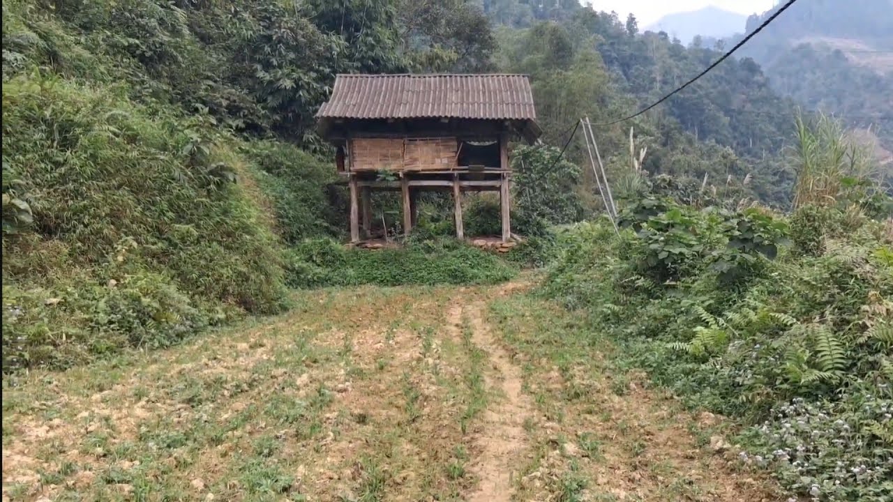 Vào bản hái rau rừng, đào gun để câu cá
