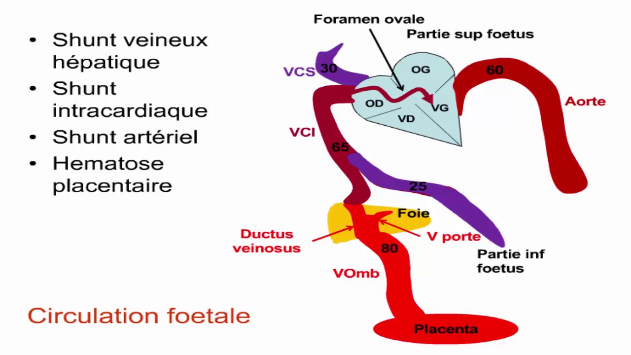 Circulation foetale, cordon ombilical, et grossesses gémellaires