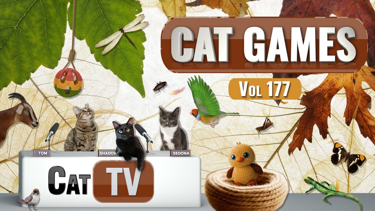 CAT Games | Ultimate Cat TV Compilation, том 177 | 8 ЧАСОВ 🐝🐞🦋🦎🦜🐜🐭🧵