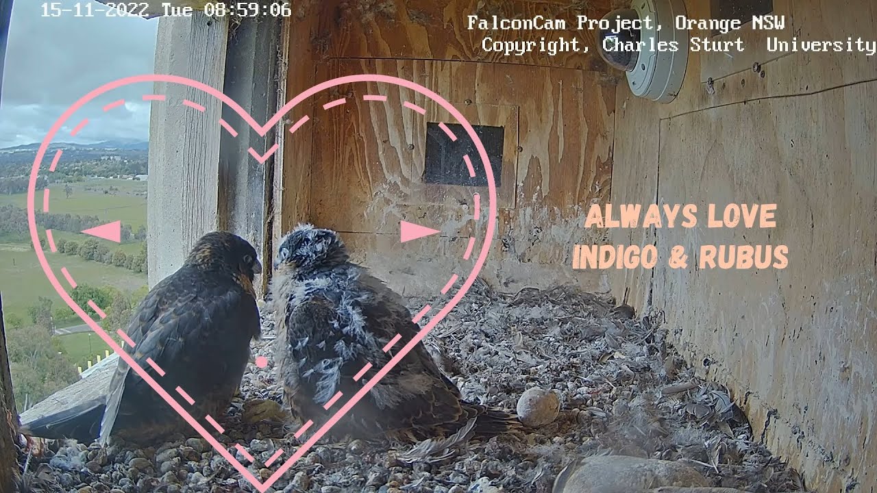 2022 - 2023 season FalconCam Project - ALWAYS LOVE Indigo & Rubus