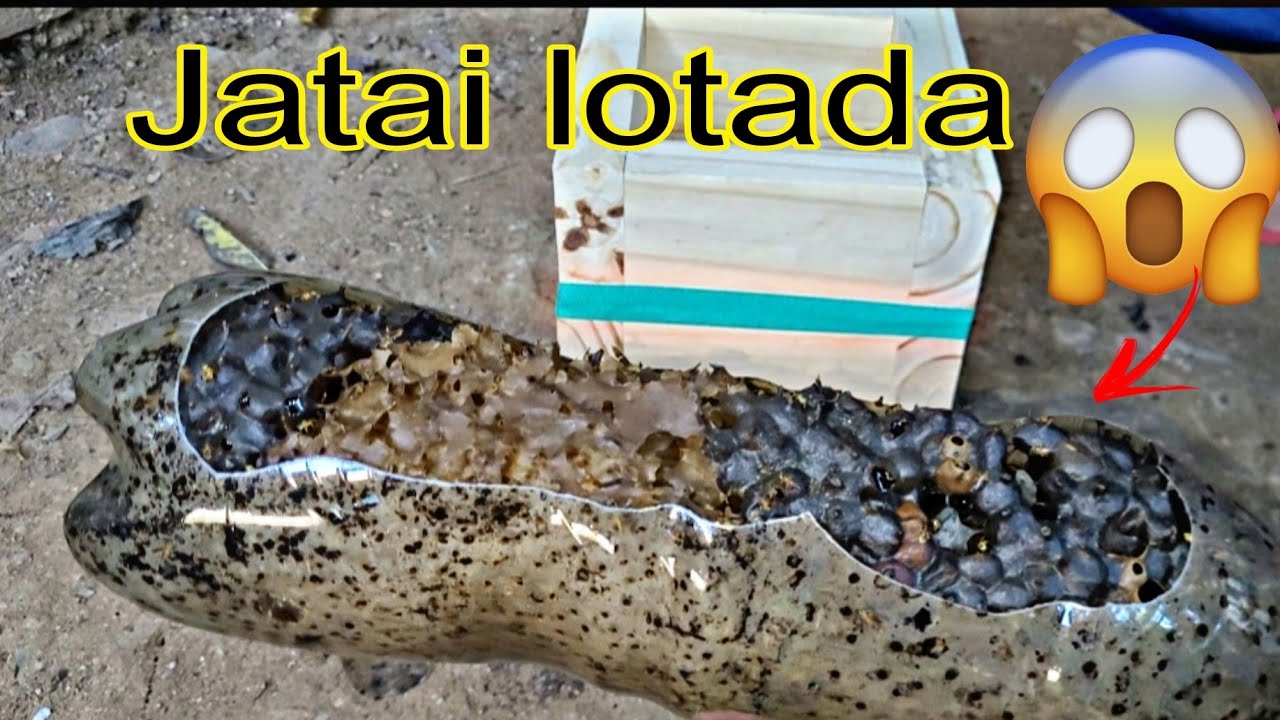 INCRÍVEL-ISCA DE ABELHA JATAI LOTADA(Transferências para caixa inpa)