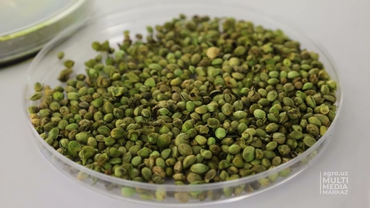 KANNABIS O‘SIMLIGINI SANOAT MAQSADLARIDA YETISHTIRISH