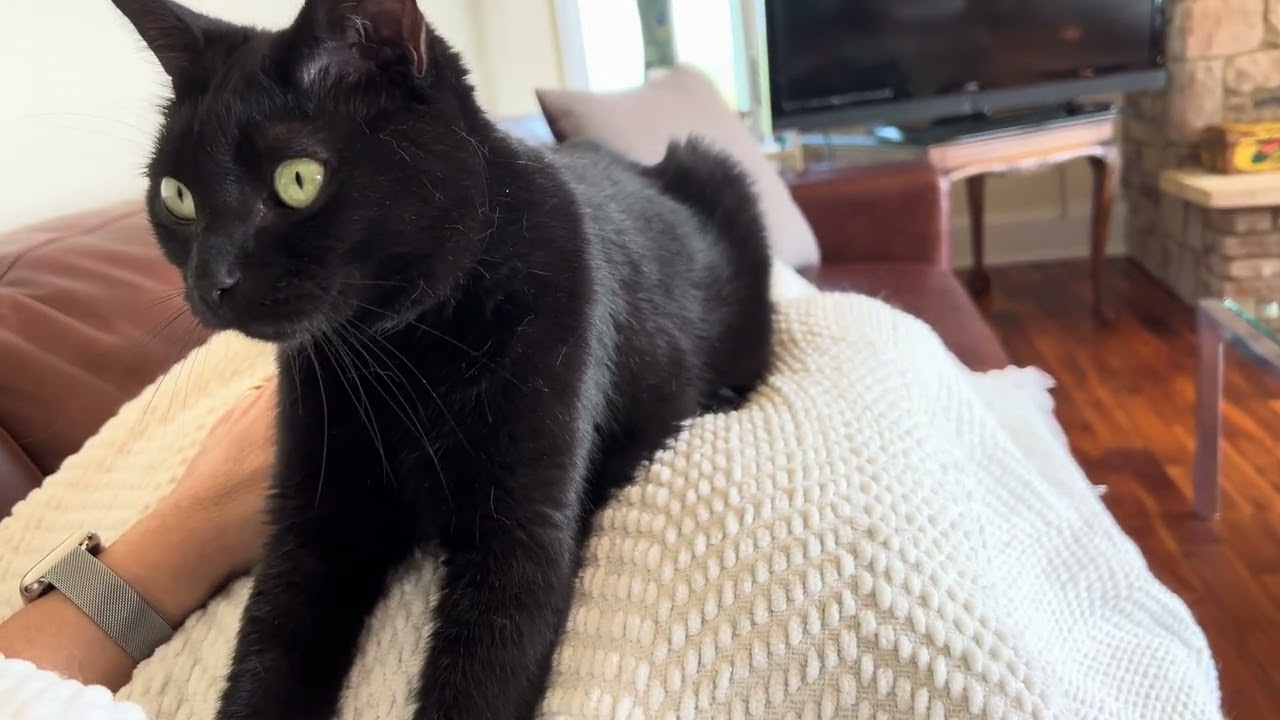 Henry hard at work at making biscuits