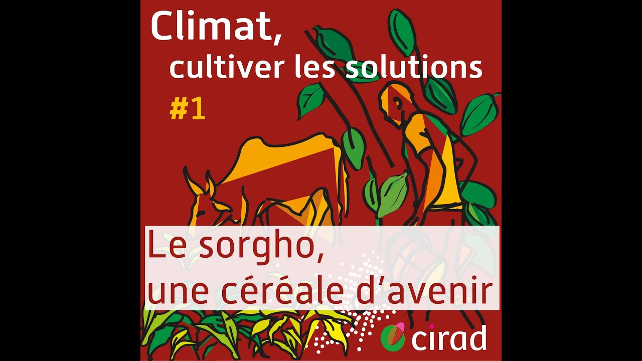Le sorgho, une céréale d’avenir #1 | Climat, cultiver les solutions