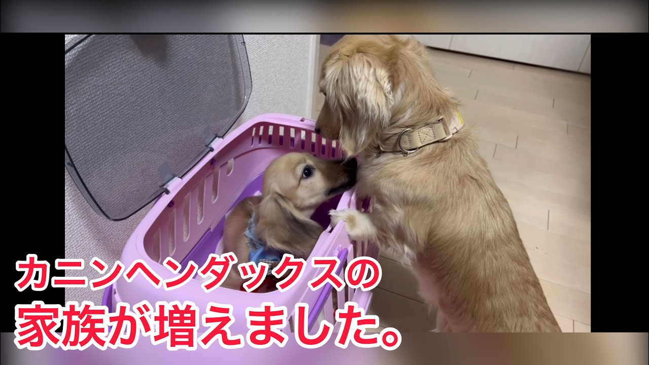 カニンヘンダックスフンドの子犬（仔犬）をお迎えしました。その名も【おむぎ】❗️❗️先住犬カニンヘンダックスおこめの反応はいかに…⁉︎