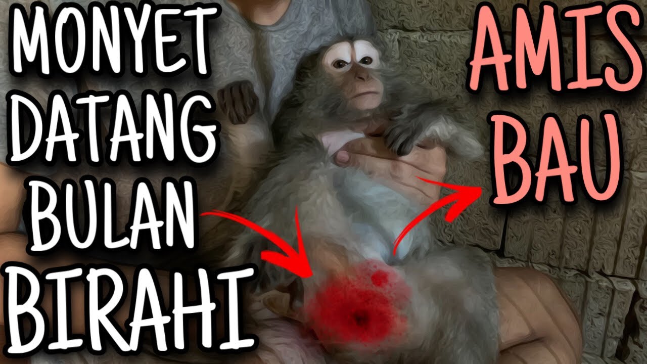 MONYET PELIHARAAN (KONG) DATANG BULAN | AMIS? BAU? BERLENDIR? DARAH? | MONYET EKOR PANJANG (KONG)