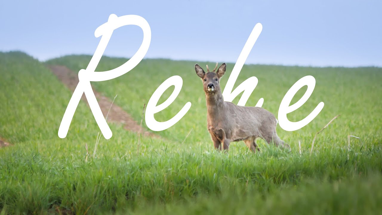 Wusstest du das schon &uuml;ber Rehe?